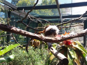 tamarin positive reinforcement