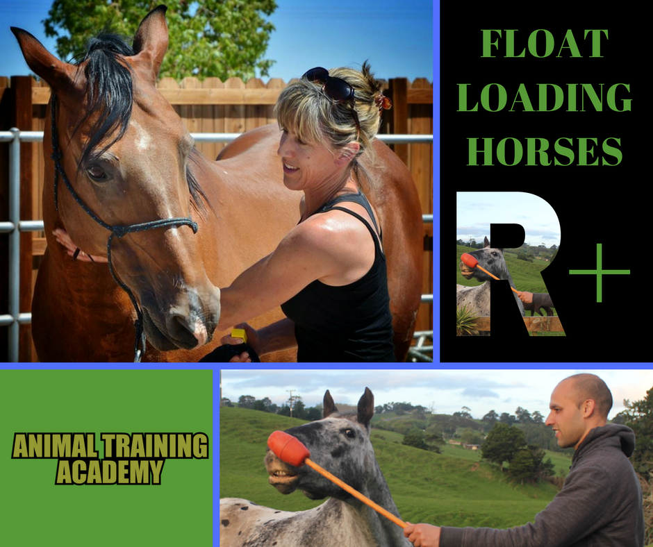 Float loading horses with Kate Southcombe (Web-class replay)