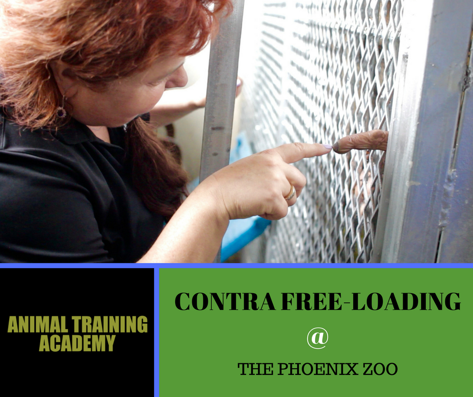 Contra Freeloading @ Phoenix zoo – Special guest Hilda Tresz (Web-Class replay)