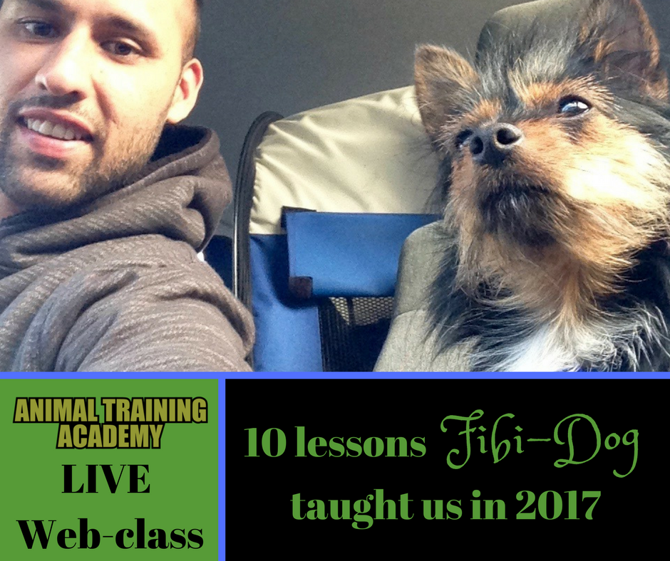 10 lessons Fibi-dog taught us in 2017 (web-class replay)