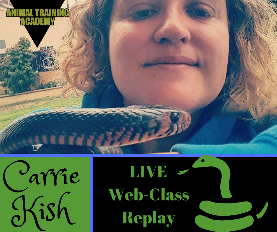 Snake training – Carrie Kish; Co-founder/director Reptelligence