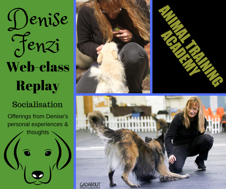 Denise Fenzi – Socialisation; Offerings from Denise’s personal experiences & thoughts.