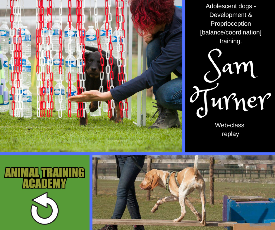 Adolescent dogs; Development & Proprioception [balance/coordination] training with very special guest – Sam Turner