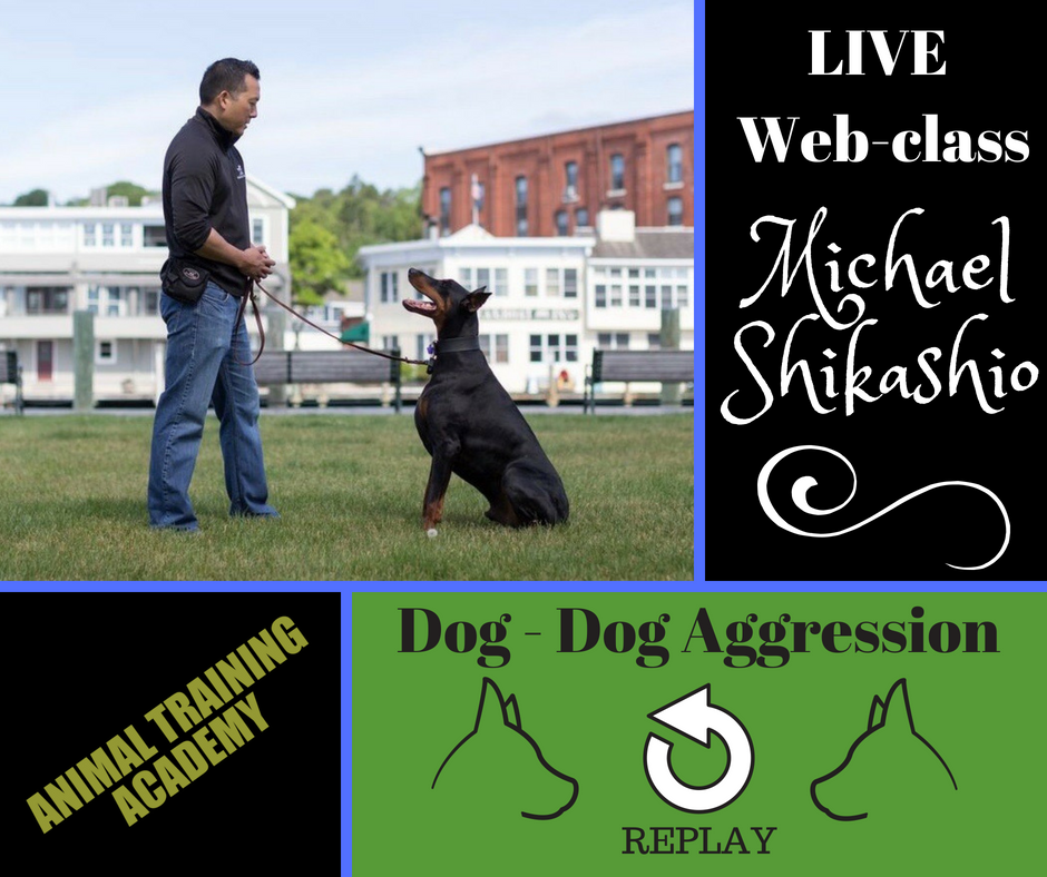 Dog – Dog Aggression with Michael Shikashio