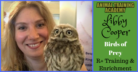 Cognitive enrichment and R+ training for birds of prey [A video blog ...