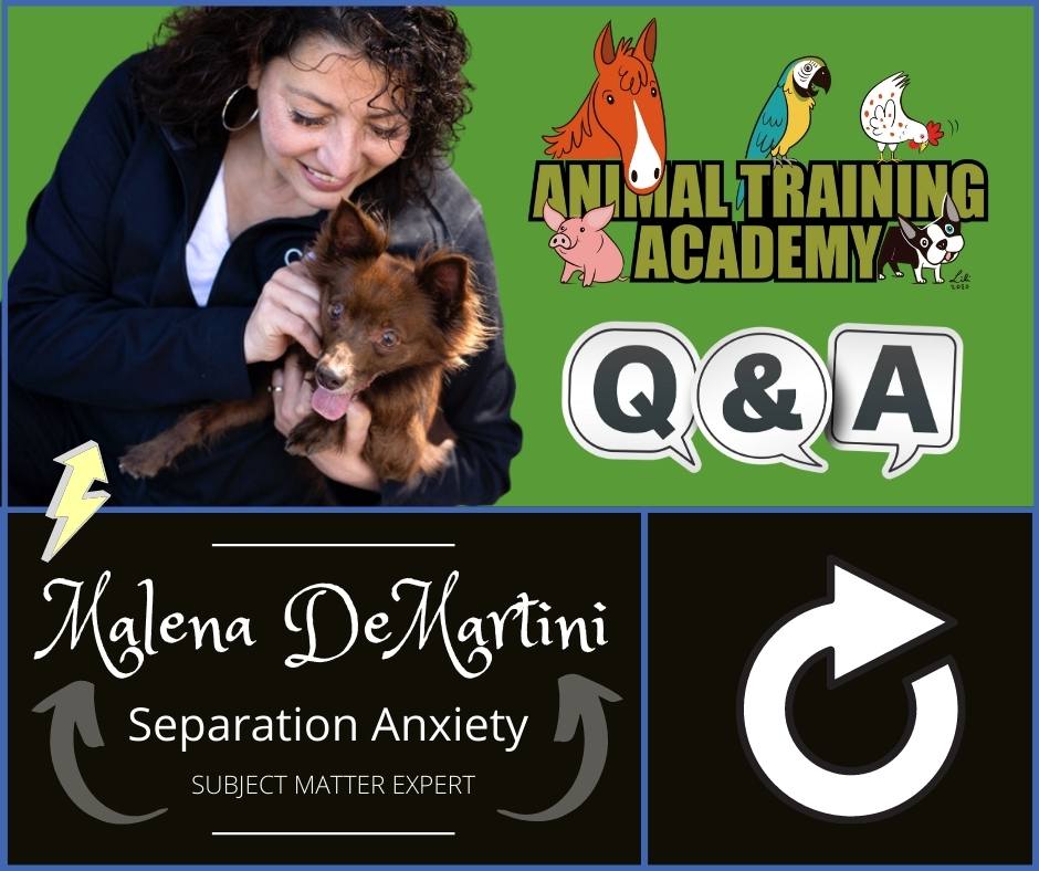 Malena DeMartini [Separation Anxiety] LIVE Q&A