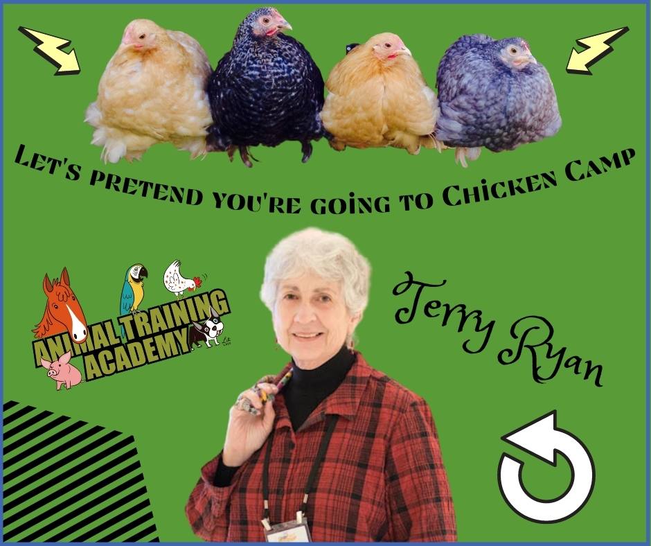 Let’s pretend you’re going to Chicken Camp – Terry Ryan