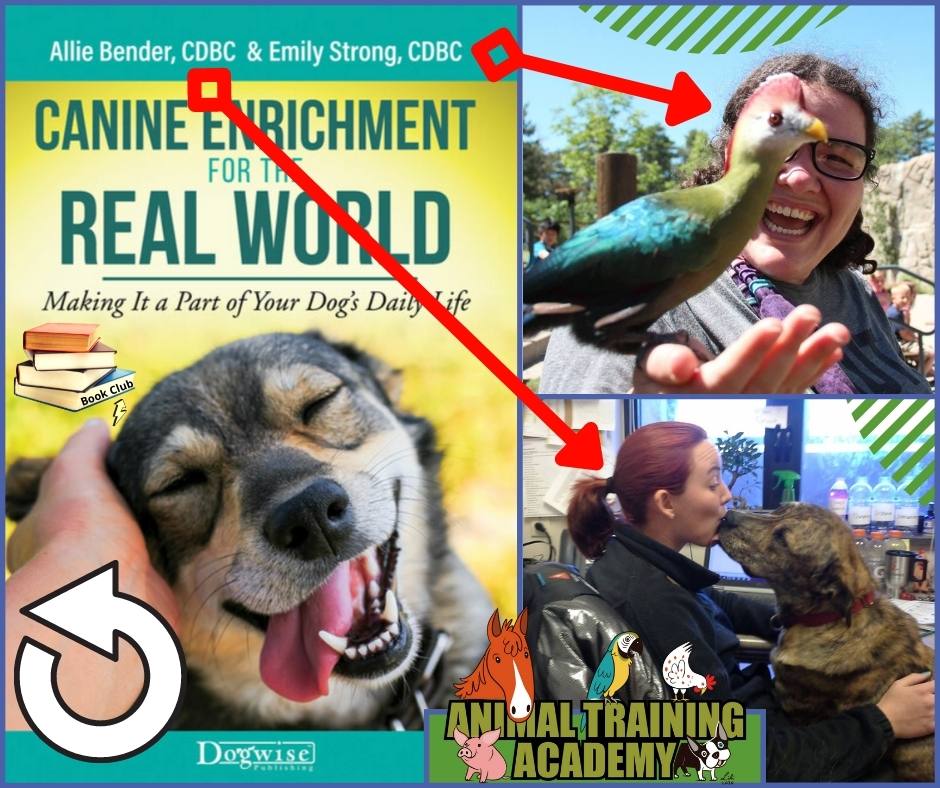 Canine Enrichment for the Real World: Making It a Part of Your Dog's Daily  Life